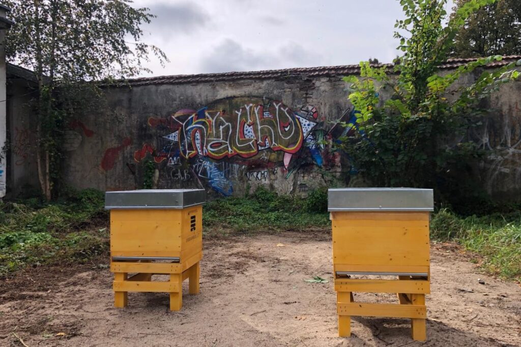 bites-vingio-parke